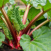 Vibrant Full Season Rhubarb Collection plant with large green leaves and thick red stalks growing in rich soil, showcasing healthy garden vegetation.